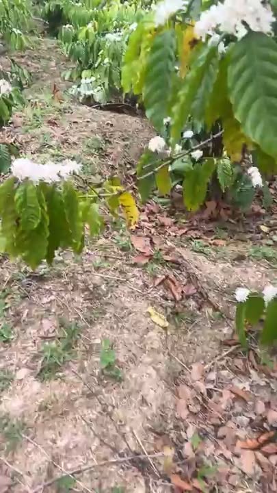 Đất Vườn Đắk Lắk 5.2 Sào - Giá Chỉ 900 Triệu - Sẵn Sàng Đầu Tư