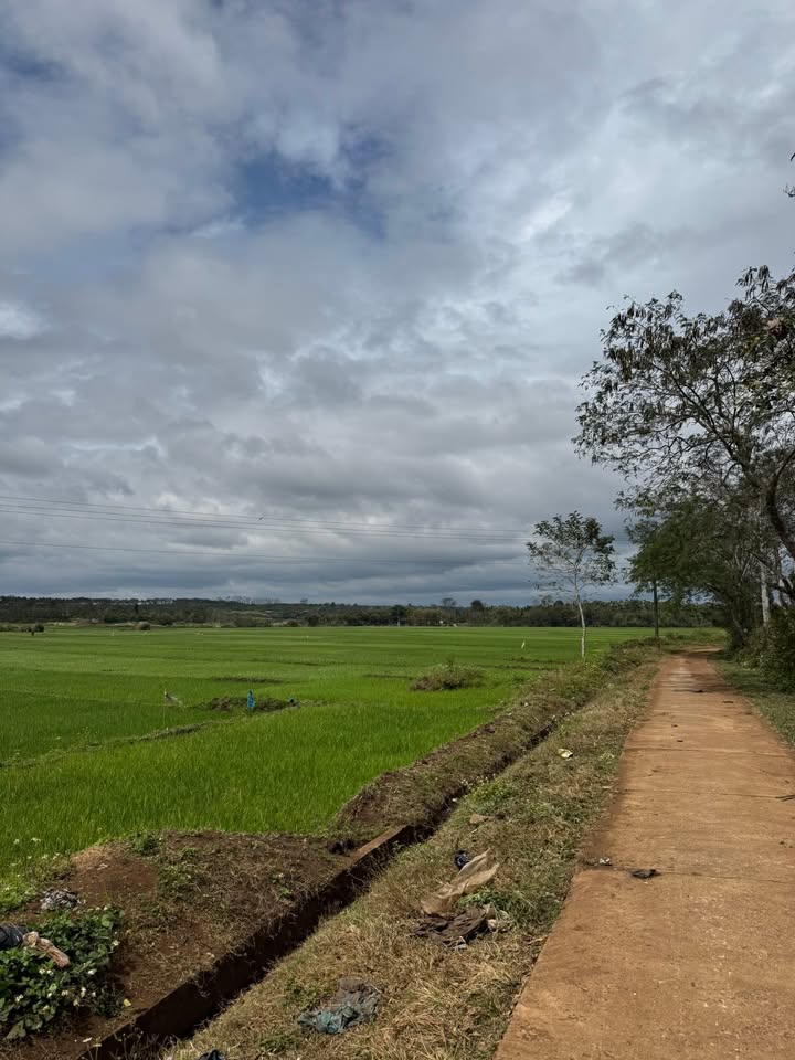 Bán Đất Nền Ea Drông, Đắk Lắk - 480m², View Đồng Rộng, Gần QL29