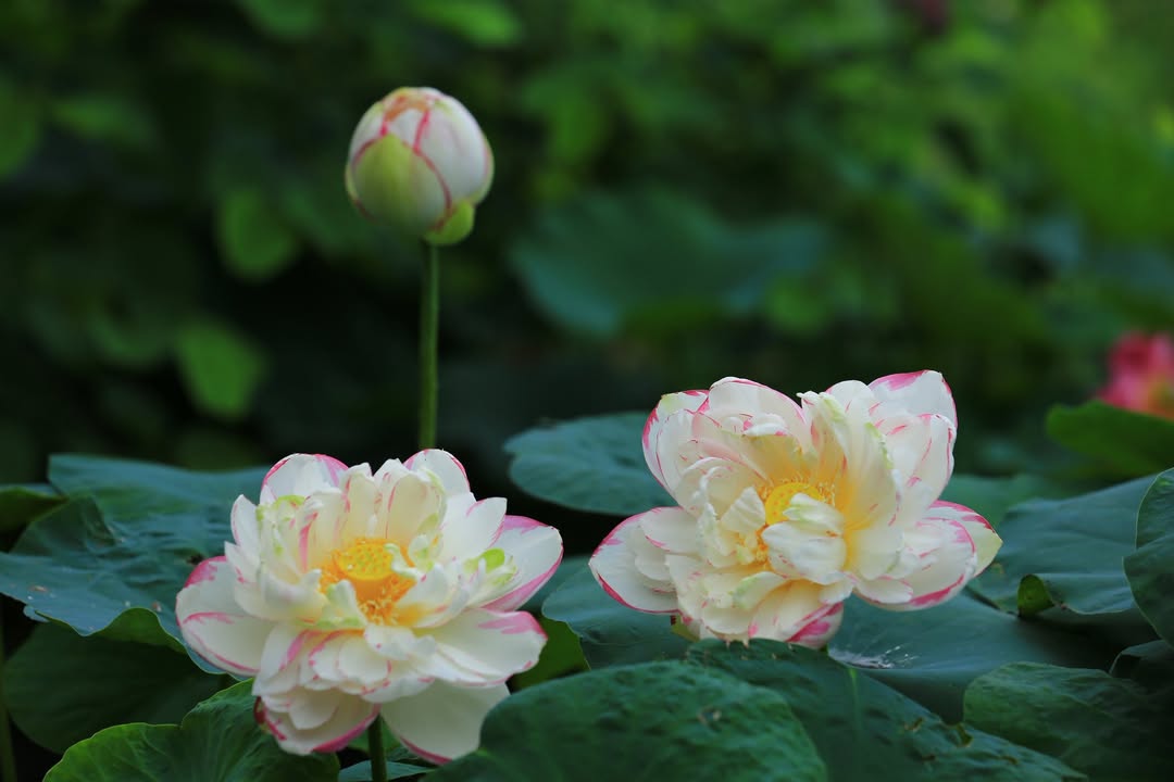 Đất nền Quế Võ Bắc Ninh 76m²/2.432 tỷ - Sổ đỏ chính chủ, đầu tư sinh lời!