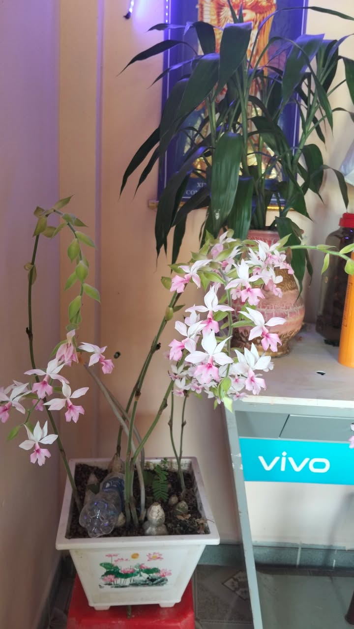 Nhà mặt tiền QL20 Bảo Lộc 240m² giá 3.9 tỷ - Vị trí đắc địa kinh doanh!