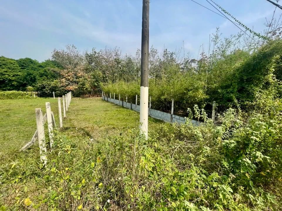 Đất Mặt Tiền Nhựa Củ Chi 217m² - Cơ Hội Đầu Tư Sinh Lời