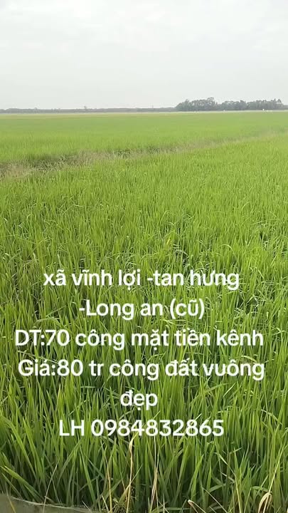 Đất ruộng Tân Hưng Long An 70.000m² giá 5.6 tỷ - Đầu tư dài hạn!