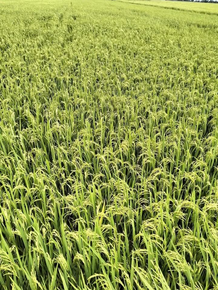 Đất lúa Tân Hưng Long An 5 mẫu - 5.75 tỷ - Vị trí đẹp, ô tô tới đất