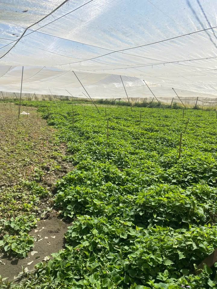 Đất nền Đơn Dương 2600m² - Đường to ô tô vào tận nơi!