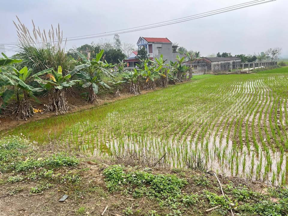 Đất nền Quốc lộ 45 Thạch Thành 250m² - Sổ đỏ chính chủ, tiềm năng tăng giá!