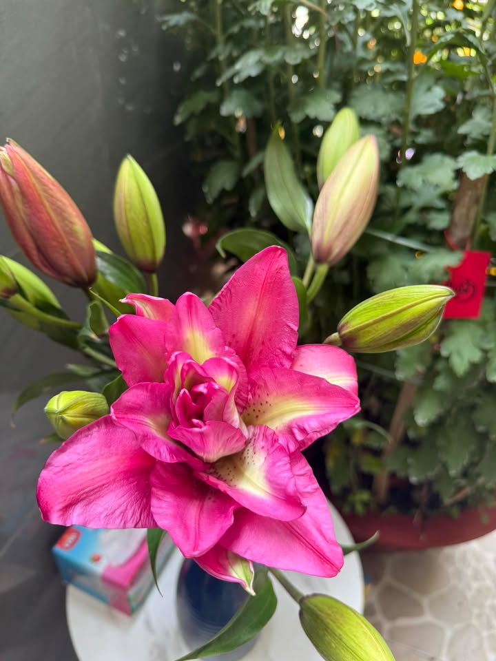 Đất nền Đống Đa Hải Châu 50m² giá 3 tỷ - Sổ đỏ chính chủ!