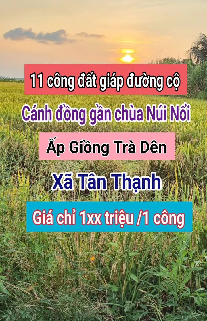 Bán 11 Công Đất Lúa Tân Châu An Giang 2.19 Tỷ - Sổ Hồng Sẵn!