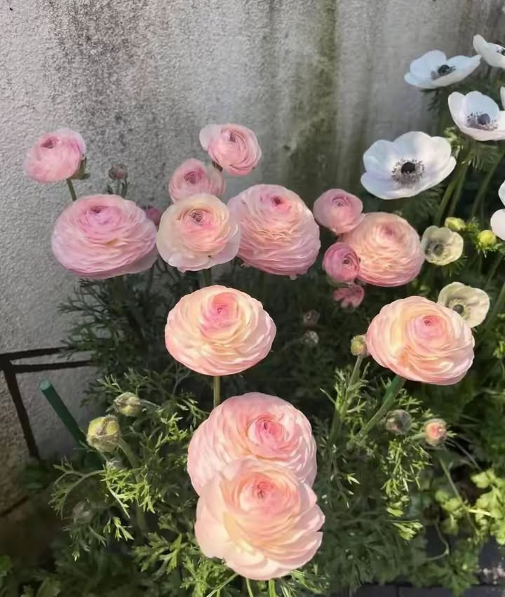 Bán nhà trọ 80m² Phường Quỳnh Lâm, TP Hòa Bình - Sẵn 4 phòng cho thuê