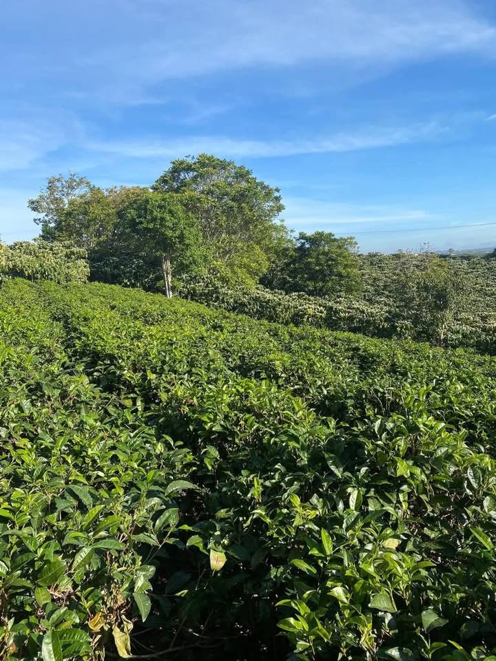 Bán Gấp Farm 1008m² Hẻm Đoàn Thị Điểm, Hà Nội - Dòng Tiền Ổn Định