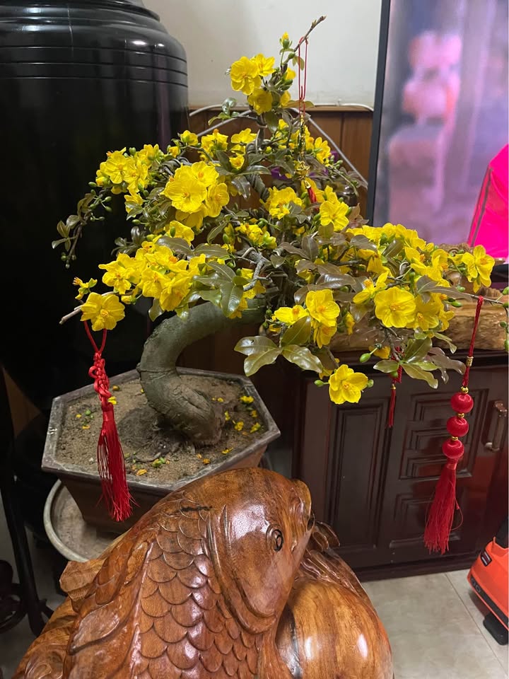 Đất nền Phú Hòa, Chư Păh 125m² giá 300 triệu - Sổ đỏ chính chủ!