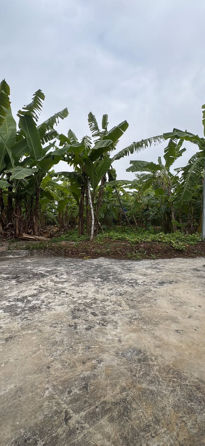 Đất nền Kim Thành, Hải Dương 95m² - Giá chỉ 600 triệu - Sổ đỏ sẵn sàng