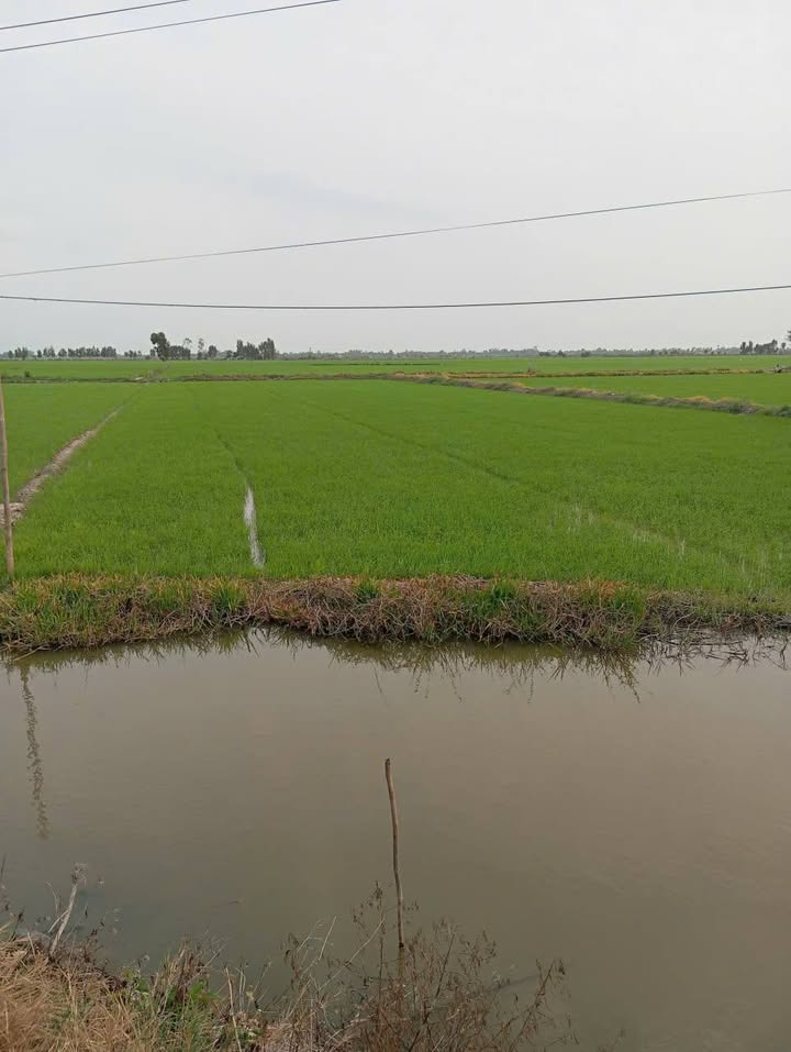 Đất Nền Quản Lộ Phụng Hiệp 2228m² giá 1.5 tỷ - Đường To Ô Tô!