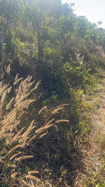 Đất nền Đạ K' Nàng, Đam Rông 3240m² - Tiềm năng tăng giá vượt trội!