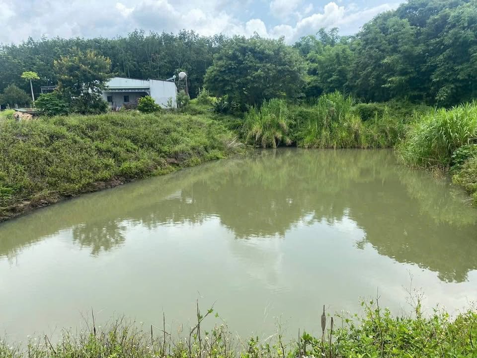 Đất vườn Đắk Mil 1.3ha - Sổ đỏ chính chủ, ô tô tận nơi!