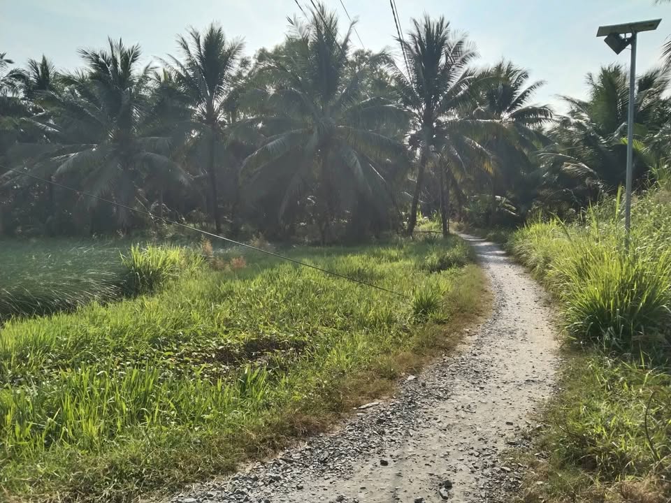 Bán Đất Lúa 13.323m² Tại Trà Vinh - Sổ Đỏ Rõ Ràng, Giá Tốt