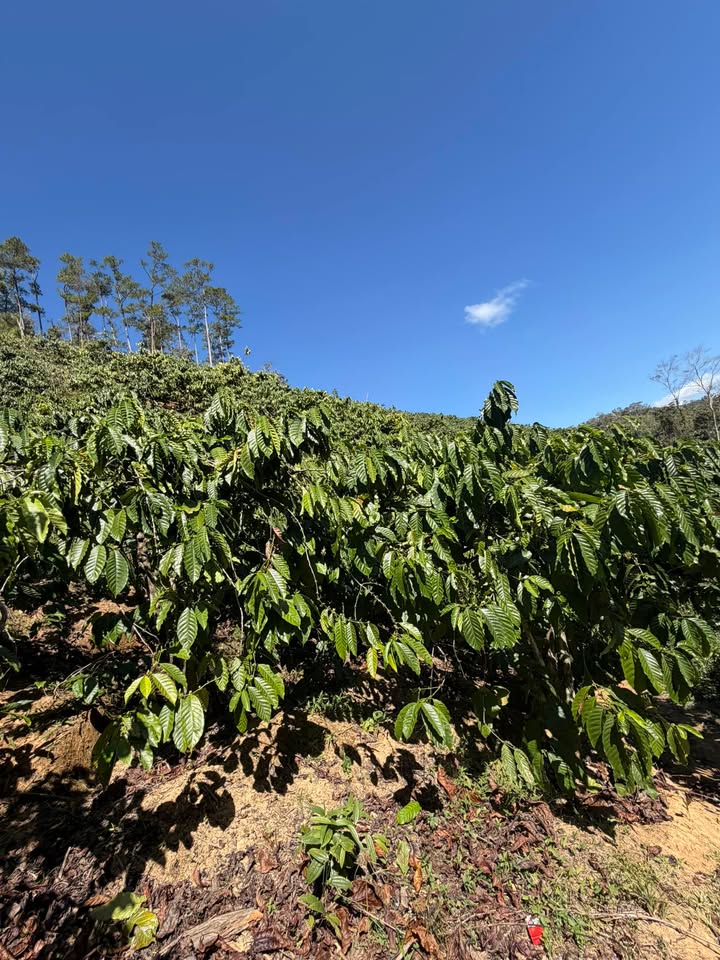 Đất nền Đam Rông 1.6ha, Lâm Đồng - Giá đầu tư tốt 1.4 tỷ!