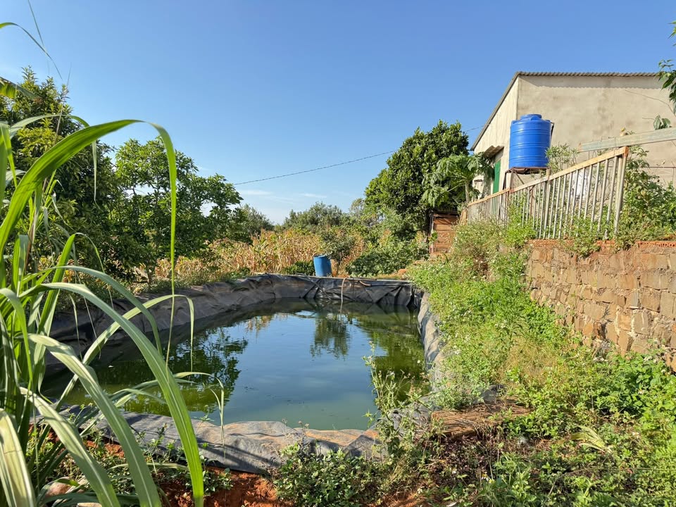 Bán Đất Vườn 4300m² Lâm Hà, Lâm Đồng - Sổ Đỏ Sẵn Sàng