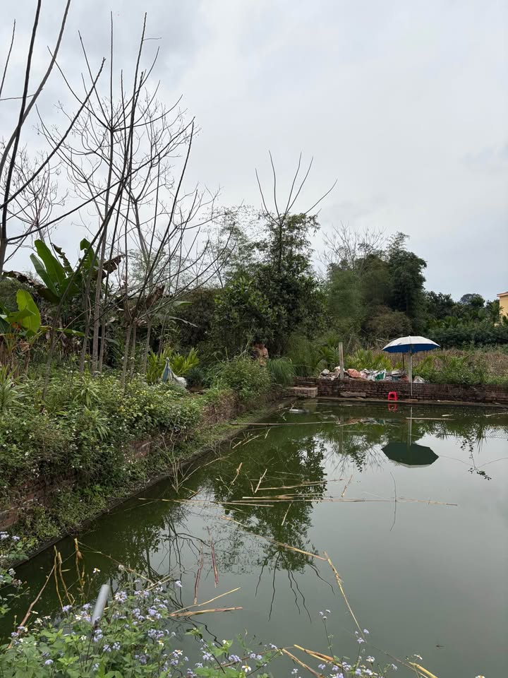 Bán Đất Vườn Trấn Yên 550m² Chỉ 120 Triệu - Nghỉ Dưỡng Lý Tưởng!