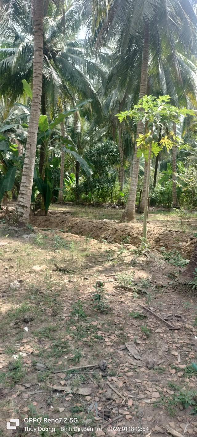 Đất nền Bình Đại, Bến Tre 500m² giá 280 triệu - Sổ đỏ chính chủ!