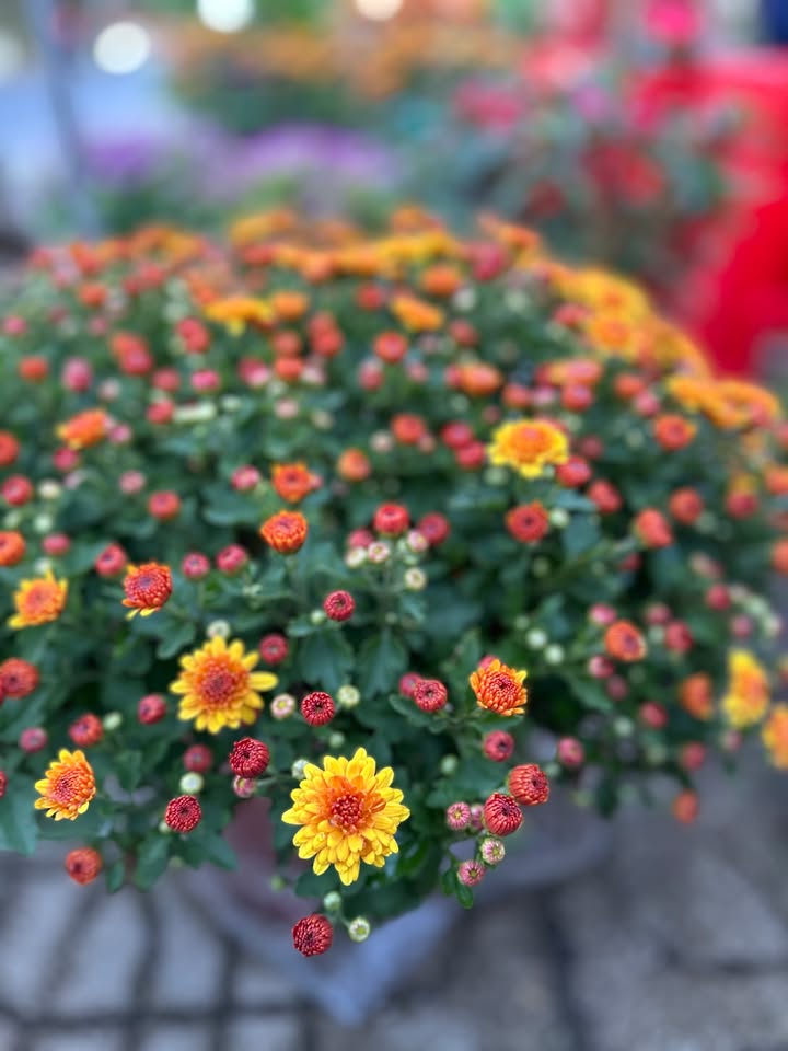 Nhà Mặt Tiền Phan Chu Trinh - Kinh Doanh Sôi Động Phố Cổ Hội An - 58.8m²