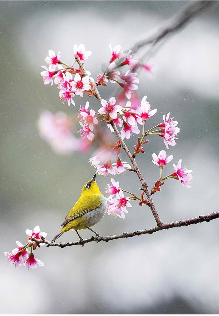 Đất nền KĐT Ba Đình Kon Tum 252m² giá 3.2 tỷ - Sổ đỏ chính chủ