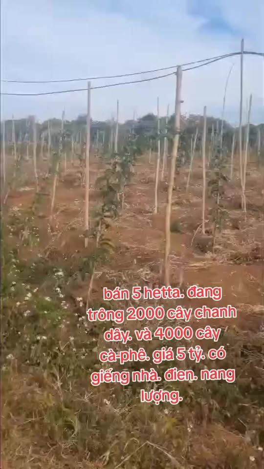 Đất Nông nghiệp 5ha Chư Pưh, Gia Lai - Sổ Đỏ Chính Chủ, Đầu Tư Lợi Nhuận Cao!