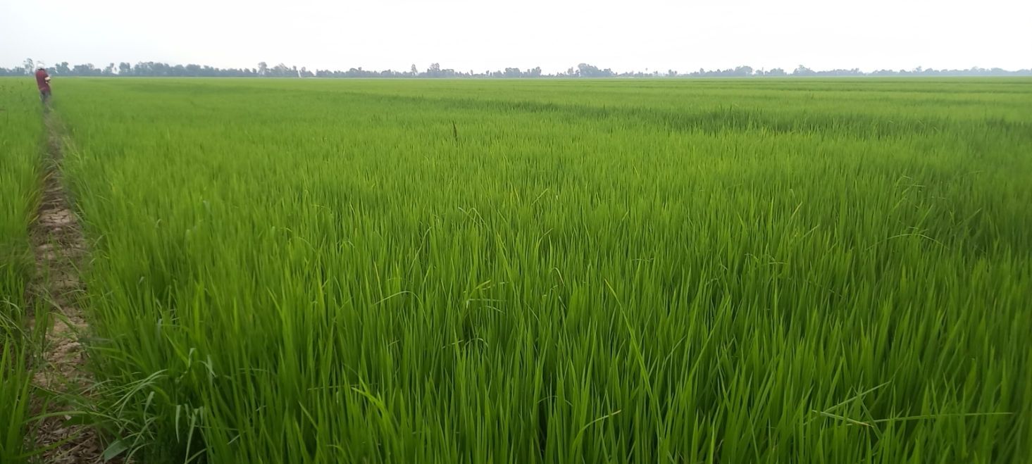 Bán Gấp Đất Vườn 2.6ha Kênh 4 Mỹ Thuận, Kiên Giang - Giá Thỏa Thuận