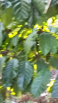 Đất Vườn Lâm Đồng 13000m² - 4 Tỷ - Thu Nhập 8 Tấn Cà Phê/Năm