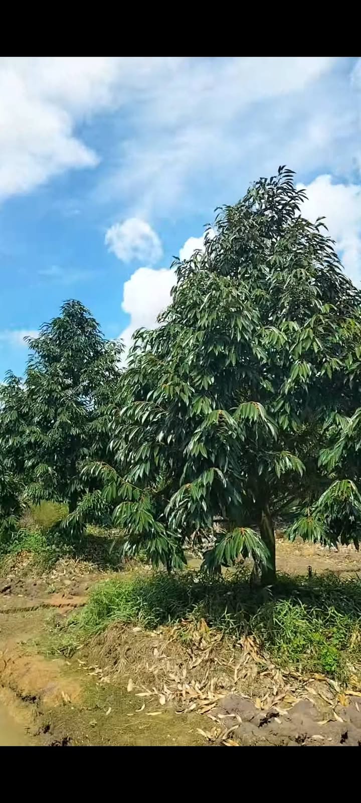 Bán Đất Vườn Sầu Riêng Tháp Mười 11.000m² - Nghỉ dưỡng lý tưởng