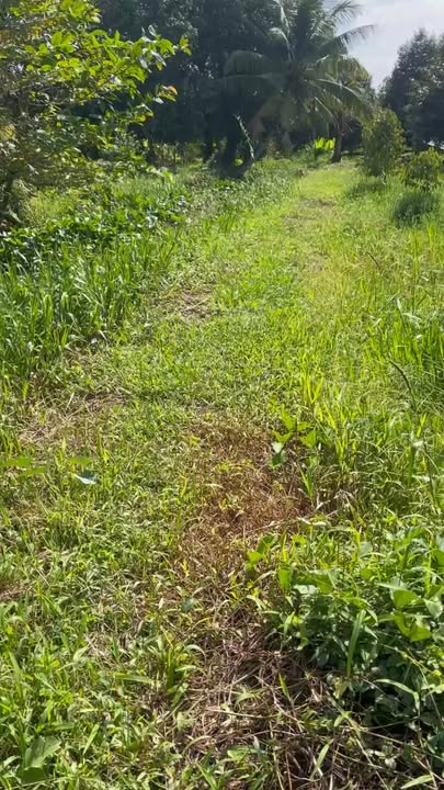 Bán Đất Vườn Sầu Riêng Thới Lai 3.855m² Giá 1.2 Tỷ - Nghỉ Dưỡng Lý Tưởng!