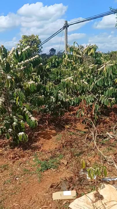 Đất Nền Buôn Hồ 3600m² - Sổ đỏ chính chủ, tiềm năng sinh lời!