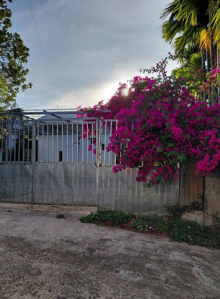 Bán Gấp Nhà Vườn Ea Tiêu 2.5 Sào – Vườn Trái Cây Trĩu Quả, Suối Bao Quanh