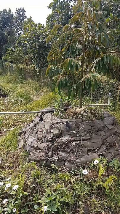 Đất vườn 20.000m² Đốc Binh Kiều, Đồng Tháp - Cơ hội đầu tư dài hạn!