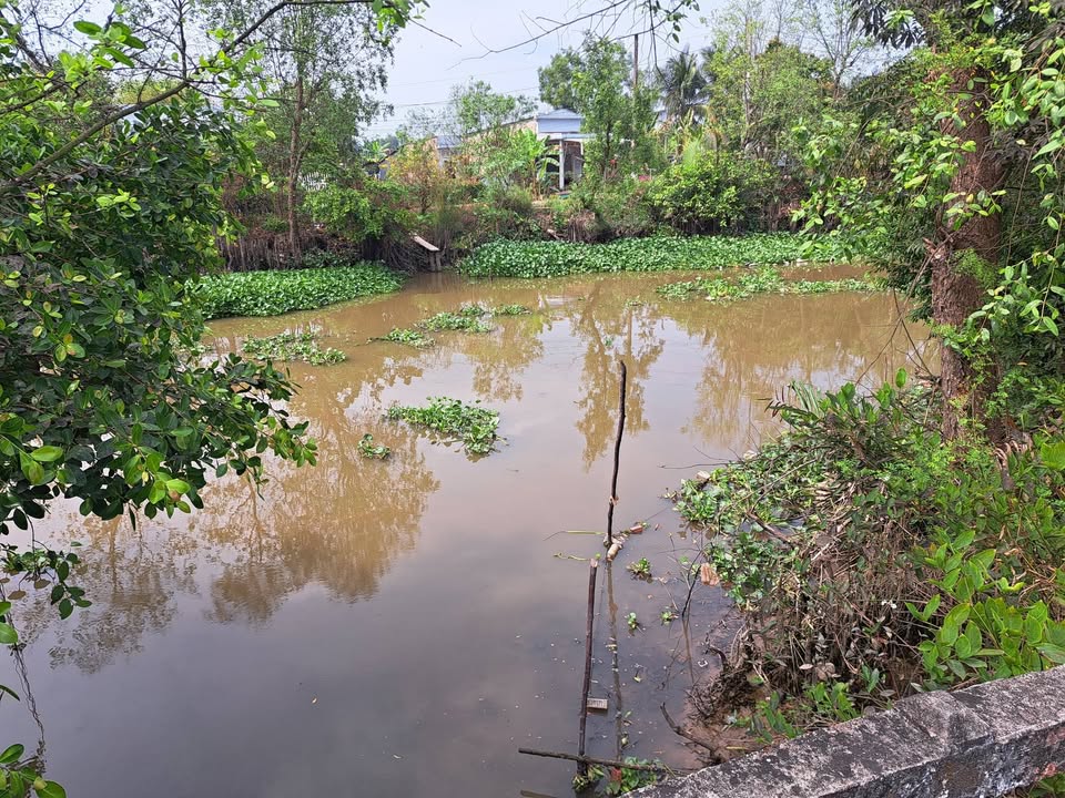 Bán Gấp Farm Sầu Riêng 10.000m² Đồng Tháp - Sổ Đỏ, Giá 4 Tỷ