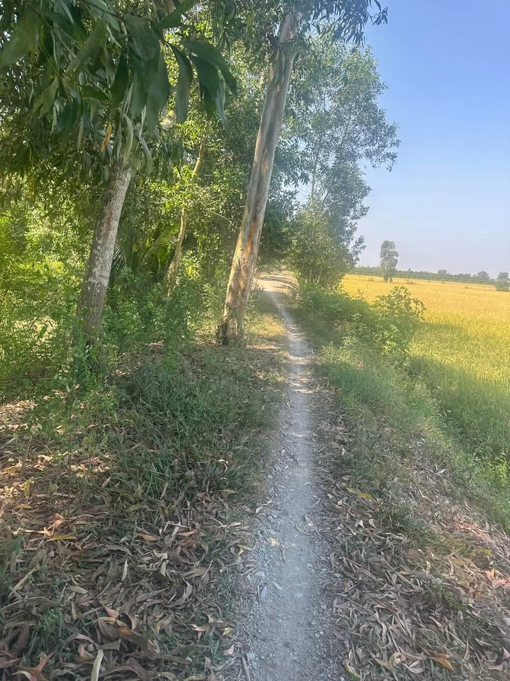 Bán 10.000m² Đất Vườn Tại Cái Bè Tiền Giang - Đầu Tư Dài Hạn Giá Tốt