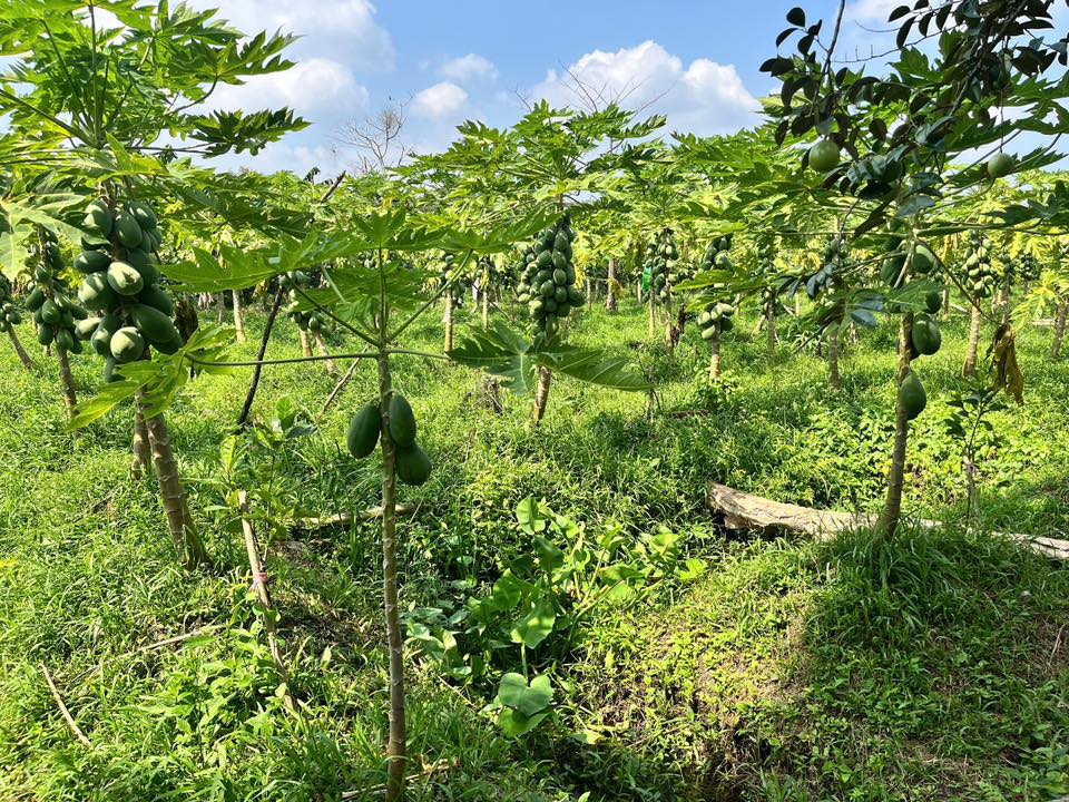 Bán đất vườn Mỹ Khánh Cần Thơ 1120m² giá 1 tỷ - Nghỉ dưỡng lý tưởng