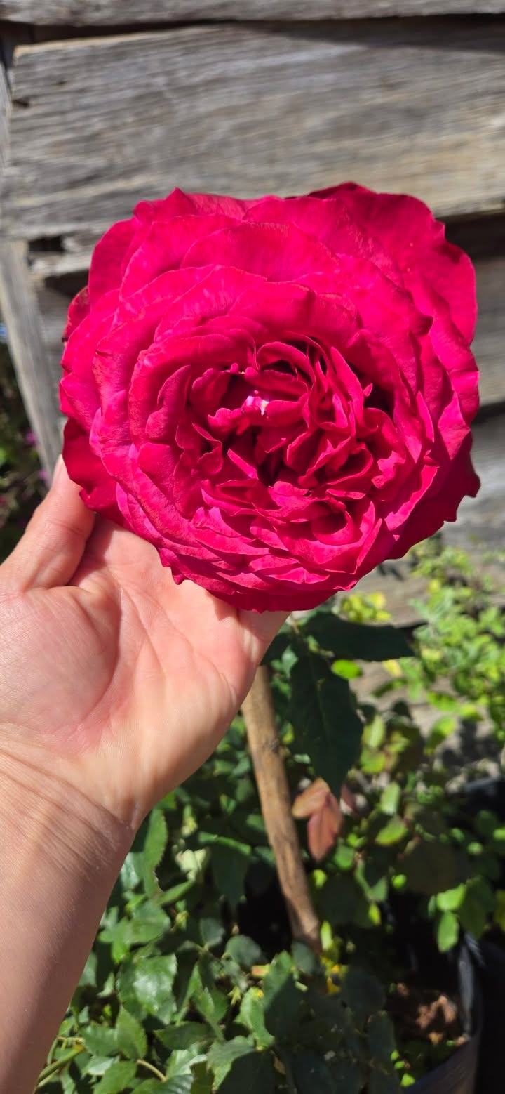 Đất nền Nam Ban 2100m² - Sổ đỏ chính chủ, view thoáng đẹp!