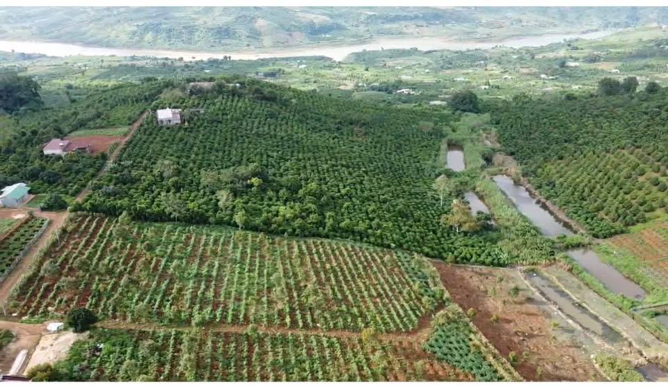 Đất vườn Lâm Hà 1.640m² giá 1.031 tỷ - Đầu tư dài hạn, sinh lời bền vững!