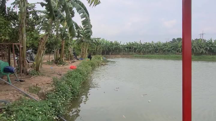 Thuê Đất Trang Trại Phù Đổng Gia Lâm 10.000m² Nghỉ Dưỡng Lý Tưởng