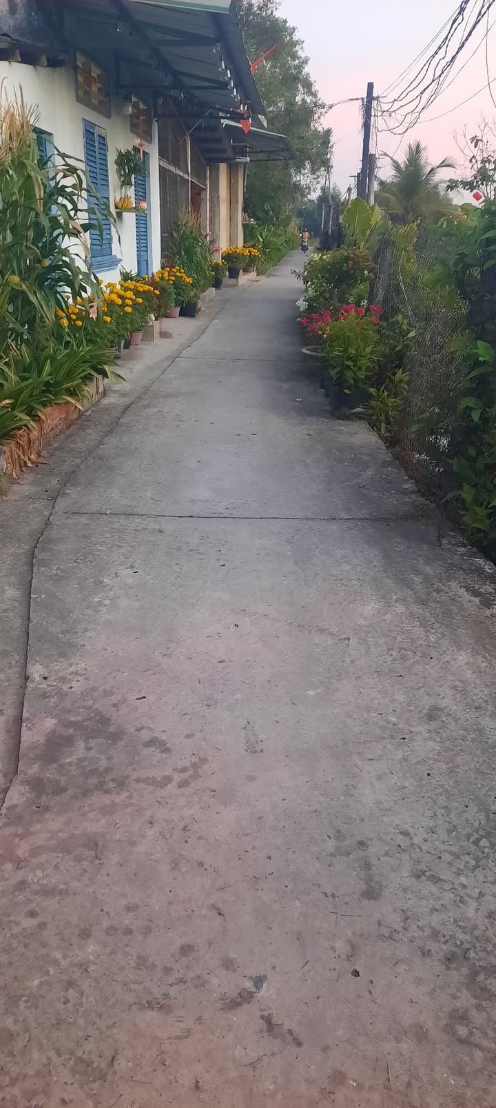 Bán Đất Vườn 1206m² Ấp Phước Toàn, Long An - Giá 3.5 Tỷ