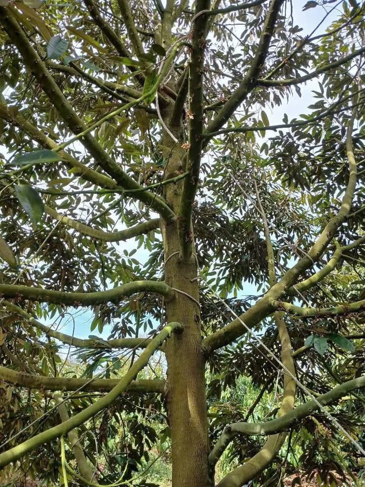 Đất rẫy Ea Yông 10800m² - Thu nhập ổn định, sổ hồng sẵn sàng!