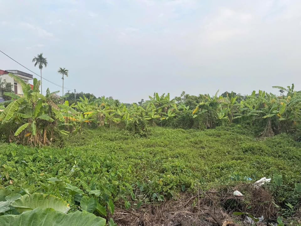 Đất nền Thái Thịnh Thái Thụy 80m² giá 4xx triệu - Sổ đỏ chính chủ