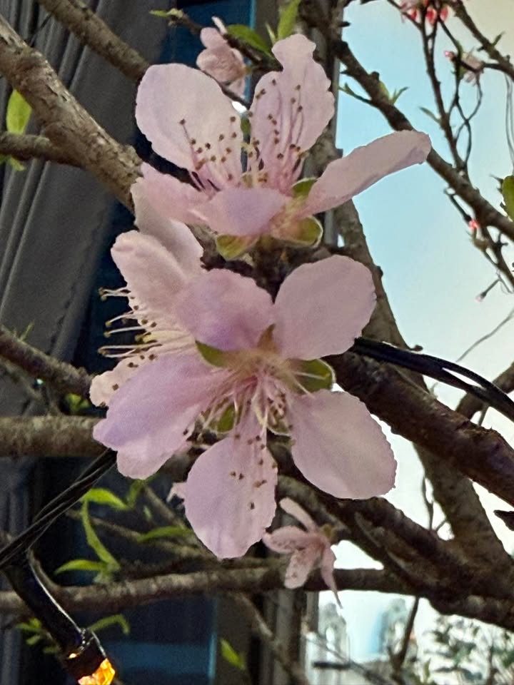 Đất phố Hoàng Minh Thảo 75m² giá 4.2 tỷ - Sổ đỏ chính chủ!