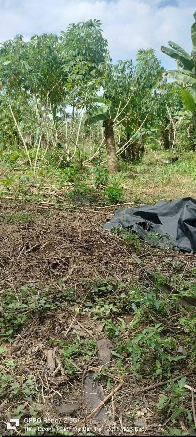 Bán Nền Đất Lộc Thuận, Bến Tre - 240m² - Giá 280 Triệu - Tặng Vàng Đầu Xuân