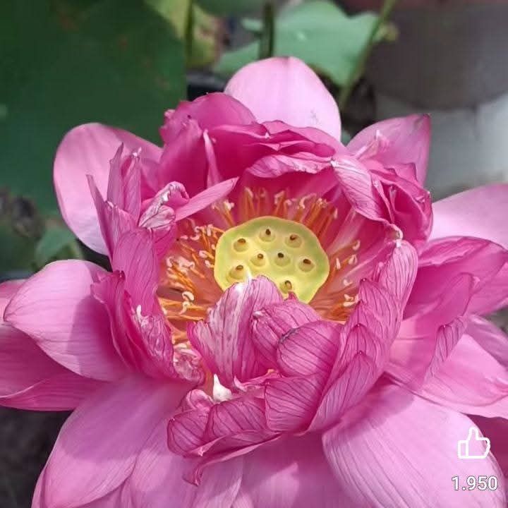 Đất nền KCN Trà Nóc 2 Cần Thơ 150m² - Đầu tư sinh lời ngay!