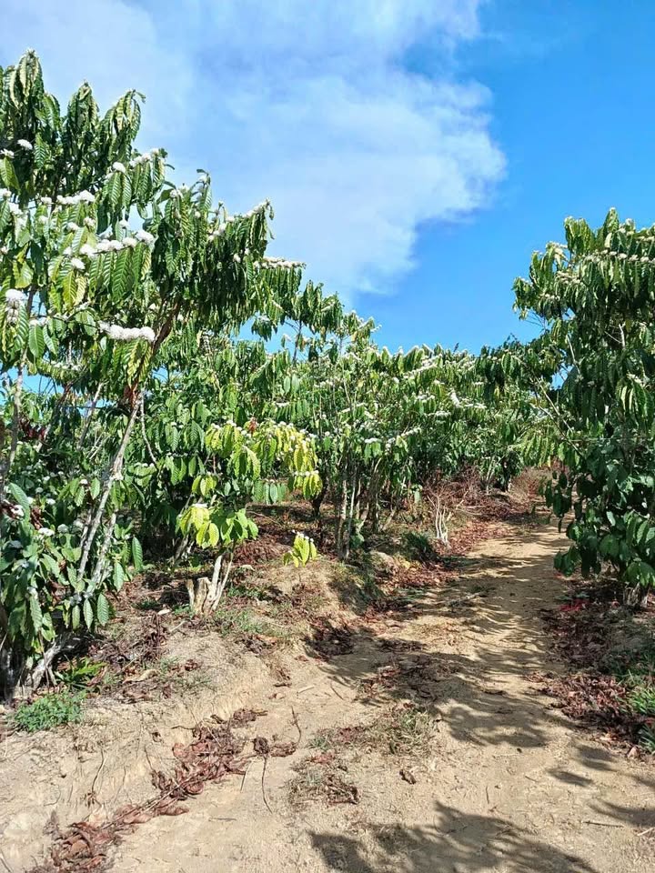 Đất vườn Lộc Phú Bảo Lâm 5300m² giá 1.59 tỷ - Nghỉ dưỡng lý tưởng!