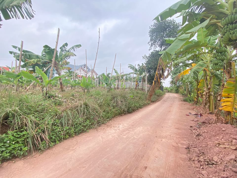 Đất nền Tân Thanh Lạng Giang 103m² - Giá 7xx triệu, đối diện khu đấu giá