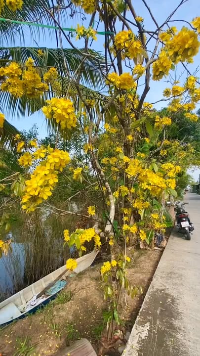 Đất Nền Phong Điền Cần Thơ 182m² - Sổ Hồng Sẵn Sàng, Lộ Ô Tô