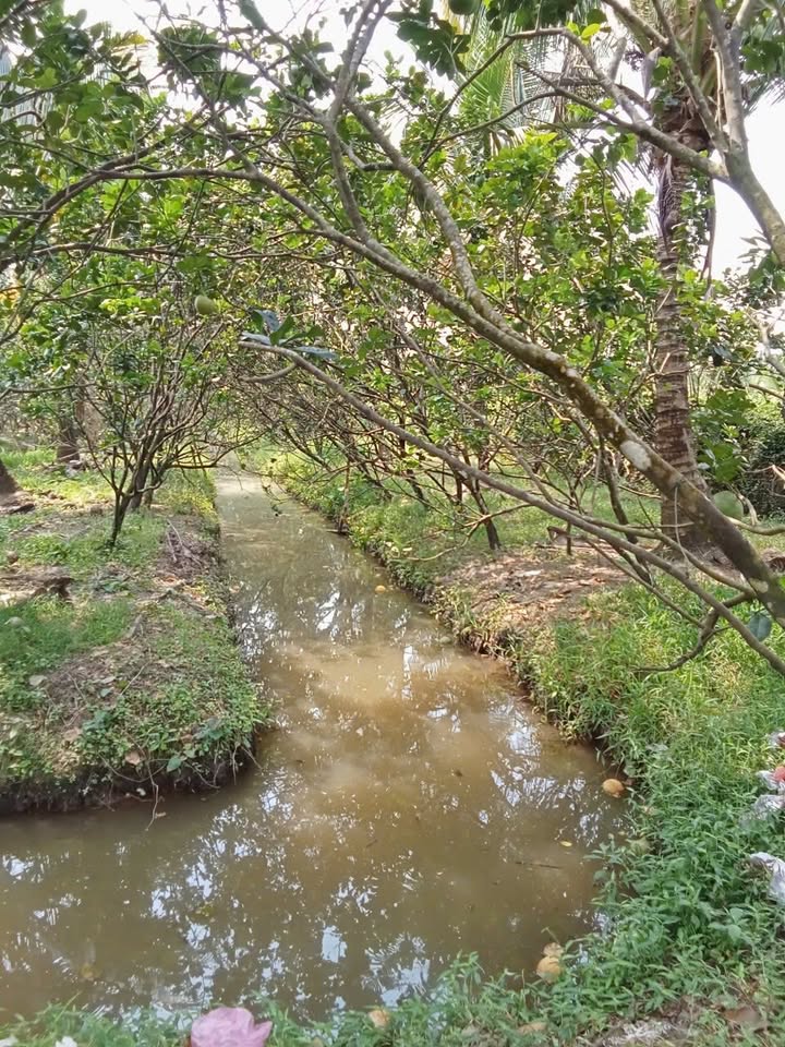 Đất vườn Kế Sách 7000m² 1.54 tỷ - Đầu tư dài hạn!