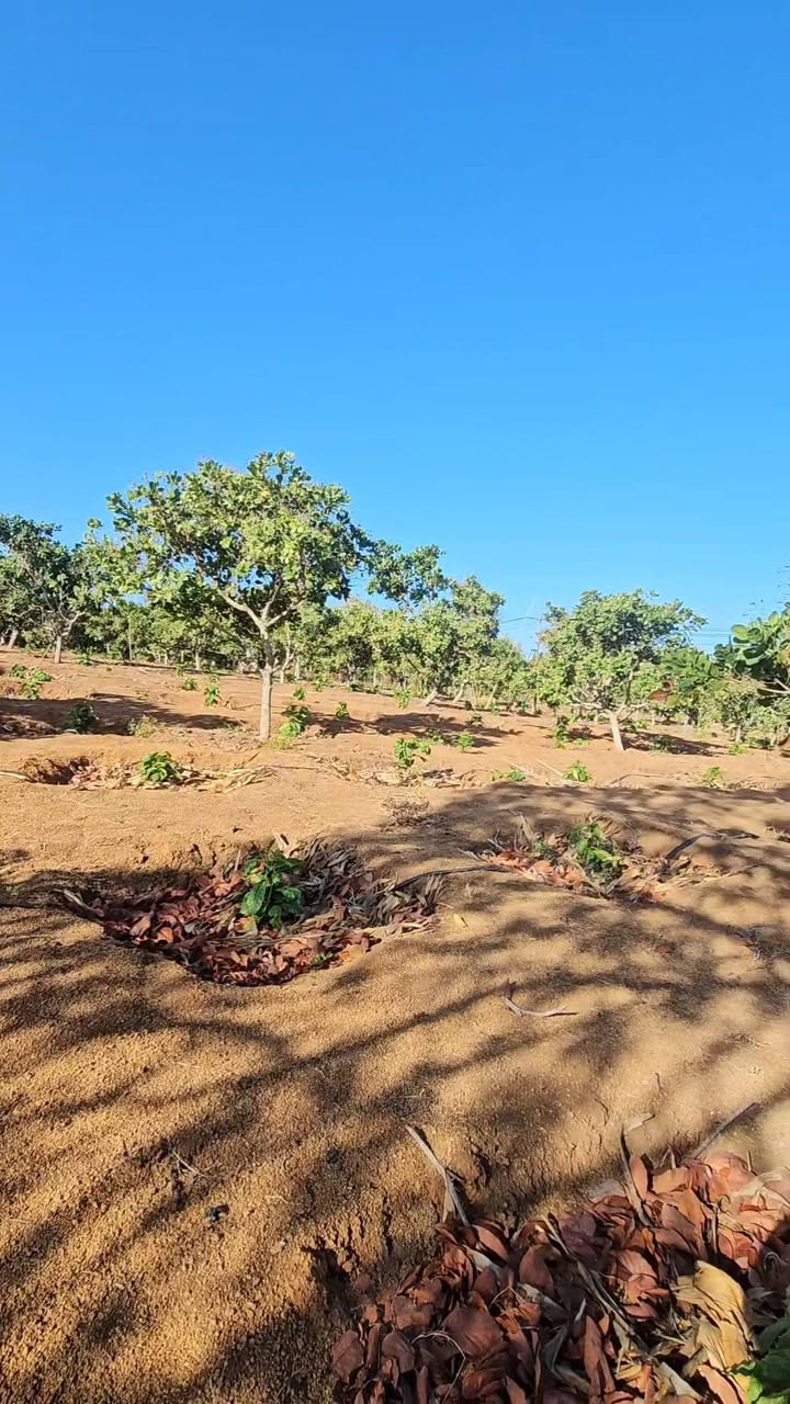 Bán Rẫy 5300m² Đắk Lắk - Sổ Hồng Chính Chủ, 3 Mặt Đường, Giá 1.55 Tỷ